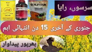 ||| Mustrad | Raya | The Last 15 Days January Are Extremely Important | Smart Zarat |||
