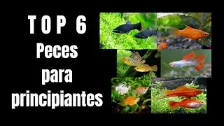 6 MEJORES PECES PARA PRINCIPIANTES