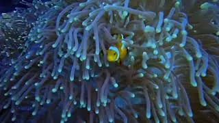 Diving El Nido Sibaltan with Manta, Turtle, Cuttlefish and amazing Reef