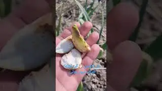 Narc G1 Garlic Benefits