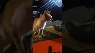 Nekat Sekali Si Mpus Bermain Di Jalan Raya, #shorts #kucing #kucinglucu #catcute