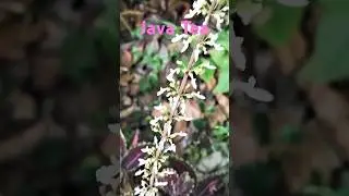 Java Tea #rpmtheexplorer #rpm#explorer#plant#floweringplant#herbs#nature#naturelover #naturalbeauty