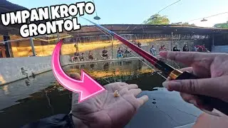Mancing Galatama Bawal Dengan Umpan Kroto Grontol || Umpan Musim Panas