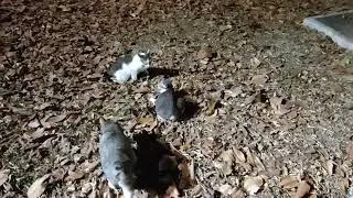 Bobtail cat brother & sister play fight infront the father. 😆 #bobtailcat