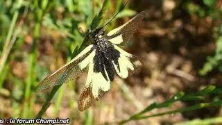 Un insecte mi libellule mi papillon, l'Ascalaphe soufr&eacute;