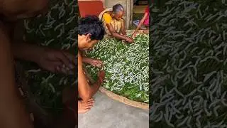 See how silk farming is done? #making #shortvideo #silk #caterpillar #farming