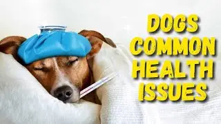 Preventing Common Dog Diseases