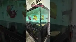 3 Bộ  Bể Cá Thanh Lí Có Một Bộ Siêu To , Thanh Lí Tại Bến Cát Bình Dương 