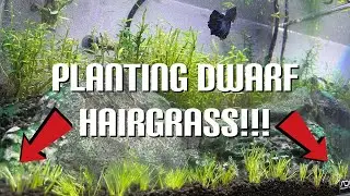 Planting Dwarf Hairgrass! *Prepping & Planting Tissue Cultures* (Eleocharis Parvula)
