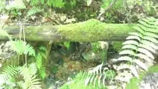 Rattlesnake Trail Spring