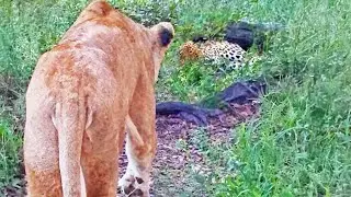 Lioness Gives Sleeping Leopard A Crazy Fright + 9 More Insane Sightings