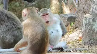 Monkey Froest Action monkeys in forest (EP52)#reels #Animals Daily SR