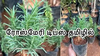 Rosemary tips / Rose mary tips /tamil