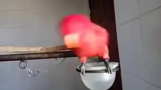 Nuri maluku bisa mgomong