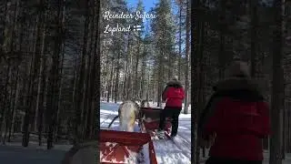 Reindeer Safari #travel #lapland #finland #reindeer #safari #explore