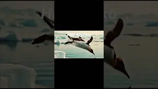 #penguin #trending #viral #public #youtubeshorts #mountains #climbing #song