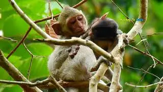 So adorable baby monkey Alba nursing her tiny sister Anissa