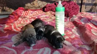 Feeding Rescue Newborn Puppies &mdash; Saved From Dying and Crying for Help 💔🐶