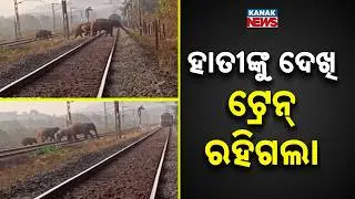 14 Elephants Cross Railway Track In Champua: Alert Train Driver Stops Train To Save Lives