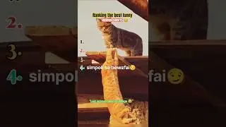 Ranking the Best Funny Animal Shorts 😂 | #1 Will Make You Cry Laugh #rankingvideo #funnyanimals