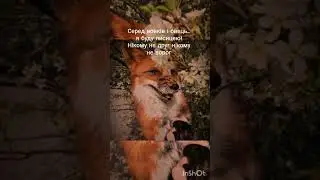 і мені все одно#р_е_к_о_м_е_н_д_а_ц_и_и_ #залити #роблокс #нетхейту #залити #fox #пустьзалетит #cute