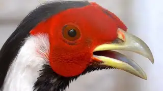 silver pheasant calling || Cute Birds Videos