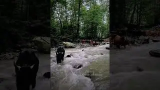 North of iran#nature #iran #naturelovers #ایران #viralvideo