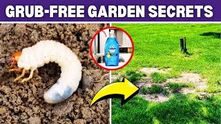 Say Goodbye to Grubs Quickly! Natural Remedies That Really Work