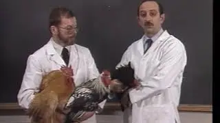 Chicken Genetics