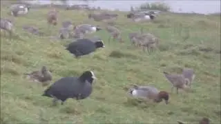 Grutto's Scholeksters Slobeenden Smienten