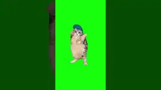 Cat Dances to Girlfriend | Green Screen