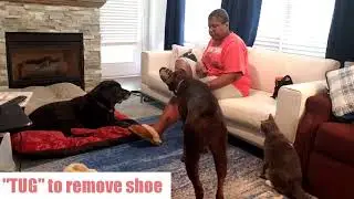 6 Basic Service Dog Tasks That Help with a Mobility Impairment