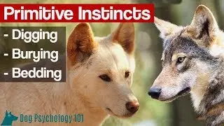 Why Do Dogs Bury Bones? - Primitive Instincts