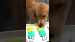 Dog Toothbrush Chew! Toy Dog Teeth Cleaning #shorts! #youtubeshorts! #short #shortvideo #timestrends