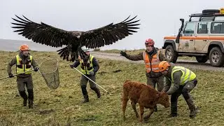 **Giant Hawk Attacks Baby Cow &mdash; Heroic Rescue Team Saves the Day (Hyper-Realistic)**