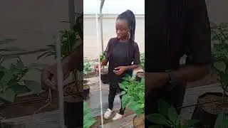 Training a trainee on how to stake Bell pepper plant.