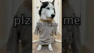 MADE THIS TREND😂#husky#bikini#trend#trending#viralvideo#animal#wildlife#dogs#animallover