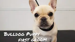 Funny and cute French Bulldog Puppy
