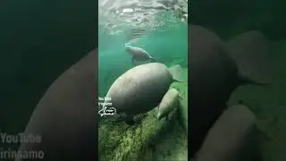 Морские коровы #Shorts  #шортс