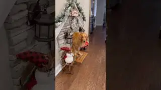Elf on the shelf is back!