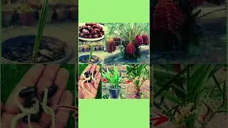 🌴 How to Grow a Date Palm from Seed: Easy Step-by-Step Guide