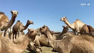 تاجر في سوق الجمال يصدم محمود سعد بعدد زوجاته وأبناءه و يكشف عن فؤاد عجيبة وصحية للبن الإبل