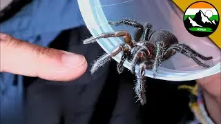 THE MOST DANGEROUS SPIDER BITE | सिडनी फ़नल-वेब मकड़ी | Brave Wilderness Hindi