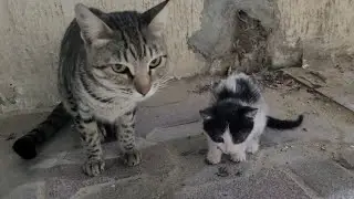 Momma Cat & Her Little One | Nurturing on the Concrete