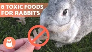 8 POISONOUS FOODS for RABBITS 🐰❌🥑 Food They Must Avoid!