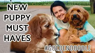 New Puppy Must Haves