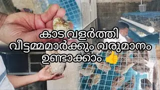 കാട വളർത്തി വീട്ടമ്മമാർക്കും വരുമാനം ഉണ്ടാക്കാം 👍#ytvideo #kaada #income