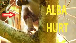 MILLION PITY BABY ALBA WALK ON THE TREE SO HURT OF LEFT LEG NO CARRY BY MOM ANNA |#