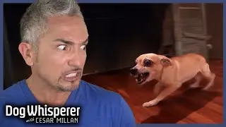 Cesar Meets The Most Uncontrollable Chihuahua Yet | Dog Whisperer With Cesar Millan