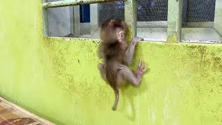 Oh My Gosh!! Preci0us Babii Bubu Gesture Like A Spider During Wait Mom Bring Snack For Him